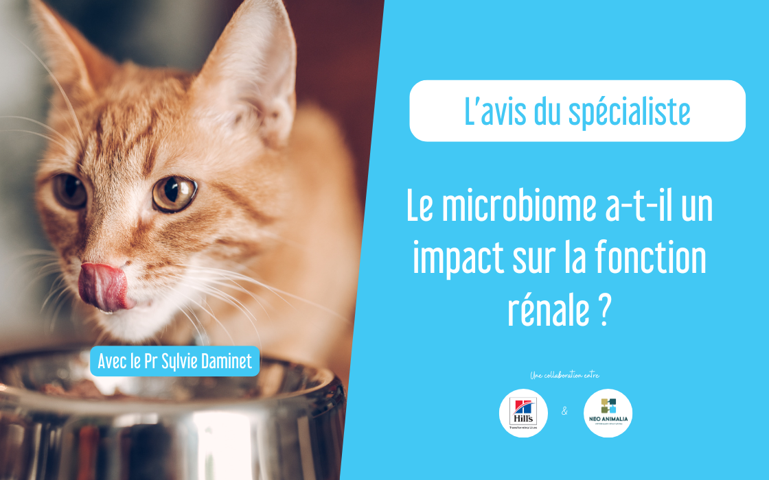 Le microbiome a-t-il un impact sur la fonction r&eacute;nale ?