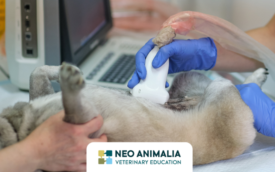 L&rsquo;&eacute;chographie abdominale en m&eacute;decine v&eacute;t&eacute;rinaire : un outil incontournable&hellip; &agrave; condition de savoir l&rsquo;utiliser