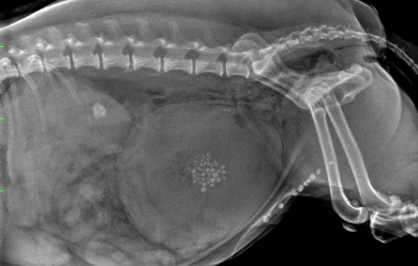 ID1106 - Radiographies abdominales du chien et du chat : de la r&eacute;alisation &agrave; l&rsquo;interpr&eacute;tation - Edition 1