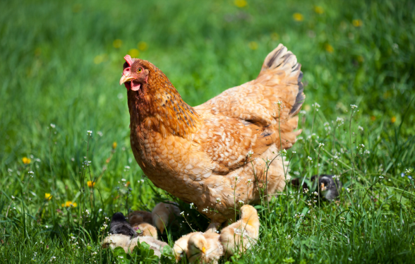 ID1135 - En NAC&rsquo;tion ! Cycle de m&eacute;decine interne et chirurgie des nouveaux animaux de compagnie (module : Poules)