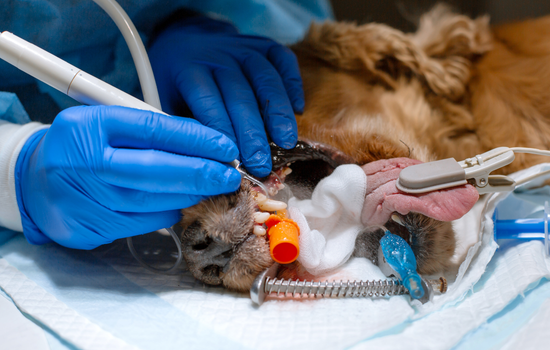ID1150 - Cycle en dentisterie du chien et du chat - &eacute;dition 8