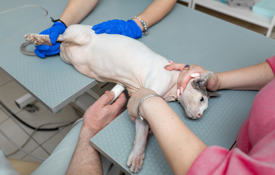 ID1117 - &Eacute;chocardiographie f&eacute;line - &eacute;dition 5	