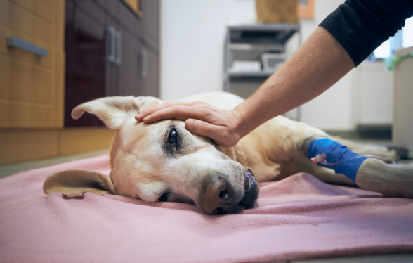 ID1118 - Parcours didactique en gestion des urgences et hospitalisation des animaux de compagnie - Edition 1