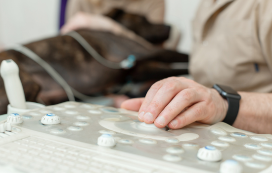 Didactisch parcours echocardiografie bij kleine huisdieren - editie 8