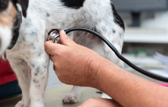 ID1129 - Introduction &agrave; l'&eacute;chocardiographie - Edition 5