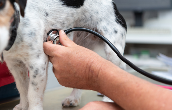 Inleiding tot de echocardiografie - Editie 4