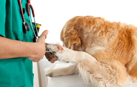 ID1144 - Neurologie en m&eacute;decine v&eacute;t&eacute;rinaire des petits animaux - &Eacute;dition 2