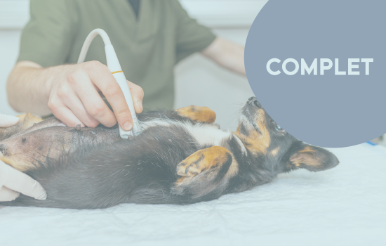 ID1123 - Parcours Didactique en &Eacute;chographie Abdominale du Chien et du Chat - &Eacute;dition 26	