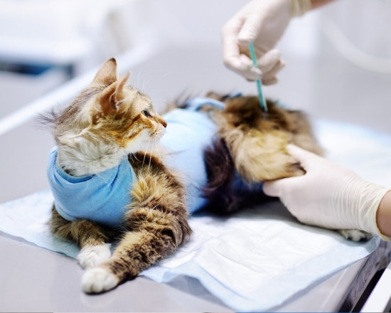 M&eacute;decine interne