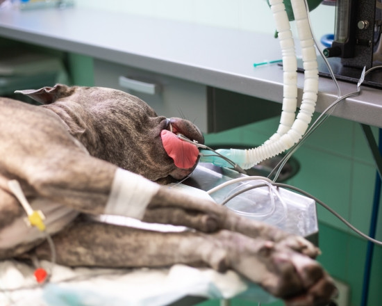 Anesth&eacute;sie et analg&eacute;sie